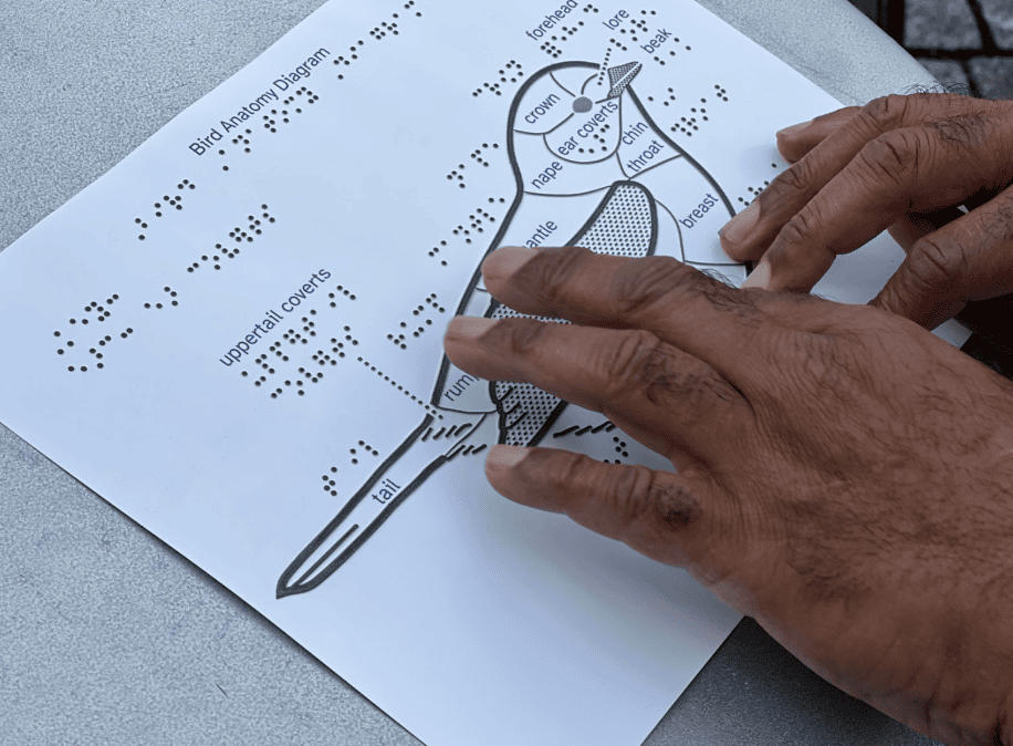 A pair of adult hands explore a tactile drawing of a bird's anatomy, on paper with identifying labels in Braille.